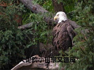 大佬的小祖宗又造反了谢清浅夜擎琛+后续+番外必读文-（大佬的小祖宗又造反了）谢清浅夜擎琛后续+番外精编之作笔趣阁