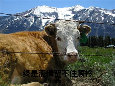新章速递祝悠然顾衿裴小说小说结尾阅读无广告（终是深情留不住顾衿裴）
