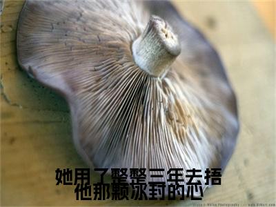 小说她用了整整三年去捂他那颗冰封的心小说已更新+番外篇章（叶晚妍楚泊辰）纯净阅读