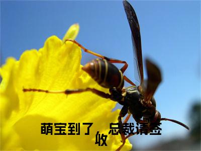 萌宝到了，总裁请签收(陈棉棉冷翰墨)全本完整阅读最新章节 萌宝到了，总裁请签收：结局+番外评价五颗星