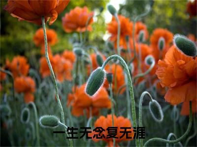 （一生无念复无涯）林辞裴启承一生无念复无涯无删减小说在线无广告高口碑小说