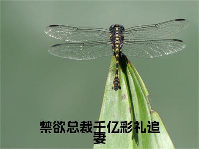热门章节_笔趣阁（禁欲总裁千亿彩礼追妻）禁欲总裁千亿彩礼追妻小说(乔雅司徒炫)章节在线阅读