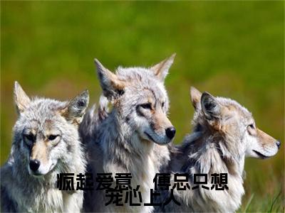 全网首发疯起爱意，傅总只想宠心上人彩蛋(傅憬琛叶汐恬)（疯起爱意，傅总只想宠心上人）全本完整阅读无弹窗