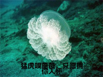 猛虎嗅蔷薇，只愿拥你入怀泰格严流云完结篇（泰格严流云）全篇免费版在线+无障碍结局