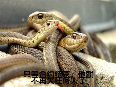 只等合约结束，他就不再欠任何人了小说(姜穗言祁云峥)+起点章节（只等合约结束，他就不再欠任何人了）阅读