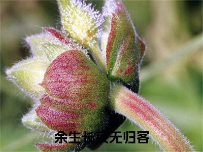 余生长夜无归客沈峥川简雪薇：结局+番外（沈峥川简雪薇）番外篇章章节列表