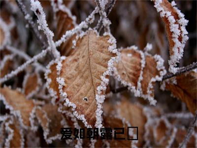 贺宴临池烟宁小说番外+结局（爱如朝露已晞）小说在线阅读