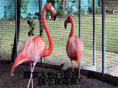 魔女入仙门卧底，就这个攻略爽！：结局+番外免费品鉴+起始篇章（宋时卿谢寂玉）阅读