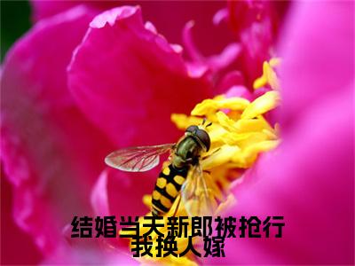 许虞：结局+番外新上热文（结婚当天新郎被抢行我换人嫁）全篇免费版在线+无障碍结局