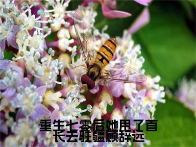 苏竹青顾辞远小说全篇完整在线阅读（重生七零后她甩了首长去驻疆顾辞远）热门章节列表
