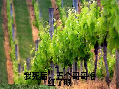 岑念沈寒川小说（我死后，五个哥哥悔红了眼）TXT无套路在线+无广告结局