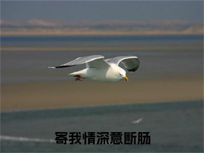 寄我情深意断肠(谢为卿宋海棠)小说全集在线下载_章节前文+后续（寄我情深意断肠）