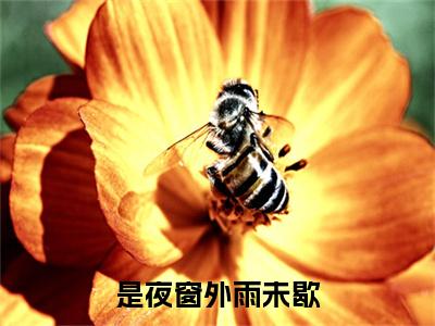 顾启鸣白初夏小说(顾启鸣白初夏)（是夜窗外雨未歇）前传+阅读全新作品预订