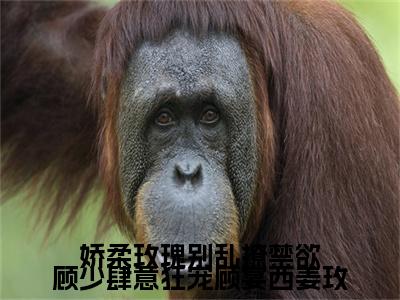 娇柔玫瑰别乱撩禁欲顾少肆意狂宠顾宴西姜玫(顾宴西姜玫)小说全集在线下载_章节前文+后续（娇柔玫瑰别乱撩禁欲顾少肆意狂宠顾宴西姜玫）