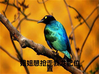姐姐想抢走我龙妃位置后续（宋子钰）全篇在线阅读前传