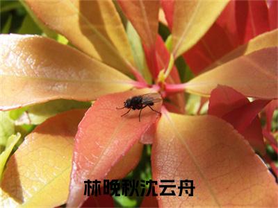 林晚秋沈云舟沈云舟林晚秋后续(林晚秋沈云舟)（沈云舟林晚秋）完整章节列表_笔趣阁
