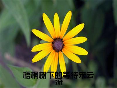 热更章节_笔趣阁（梧桐树下的等待宋云深）夏秋桐宋云深后续全本浏览阅读