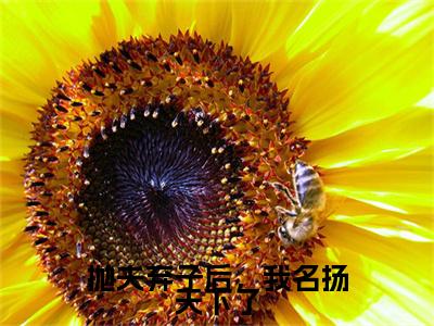 司遥：结局+番外免费品鉴(抛夫弃子后，我名扬天下了)全书在线无广告高口碑小说