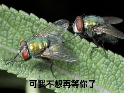 可我不想再等你了小说(沈疏月傅沉舟)+起点章节（可我不想再等你了）阅读