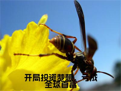 开局投资梦想，亏成全球首富：+番外+后续在线阅读肖锋