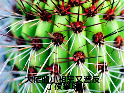 谢清浅夜擎琛小说（大佬的小祖宗又造反了夜擎琛）起点章节+全篇阅读热门作品预订