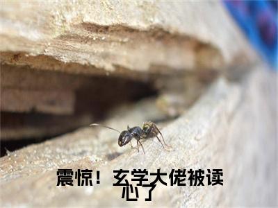 夏晚歌陆秋是什么小说(震惊！玄学大佬被读心了)（夏晚歌陆秋）全本完整清爽版在线+无广告结局