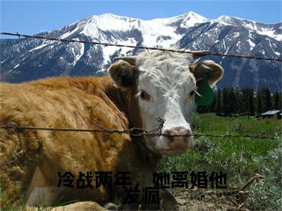 冷战两年，她离婚他发疯：+后续现已上架+章节前文（许轻衣陆庭深）全章无套路在线