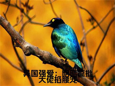 异国强爱：阴暗疯批大佬掐腰宠小说(棠又眠周聿泽)外篇+结局（异国强爱：阴暗疯批大佬掐腰宠）全篇在线阅读