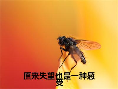 独家原来失望也是一种感受小说小说大结局（虞香文阳秋）全篇在线下载阅读