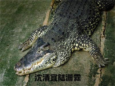 沈清宜陆渊霖小说全文免费阅读（沈清宜陆渊霖）全文免费阅读无弹窗_沈清宜陆渊霖小说全文免费阅读_笔趣阁