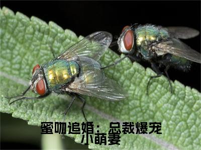 全网首发欧子赫伊月扬小说叫什么(蜜吻追婚：总裁爆宠小萌妻)（欧子赫伊月扬）全书阅读纯净阅读