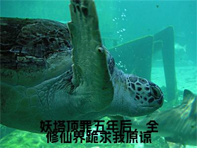 热门章节_笔趣阁（温蘅褚临渊）温蘅褚临渊小说(妖塔顶罪五年后，全修仙界跪求我原谅)章节在线阅读