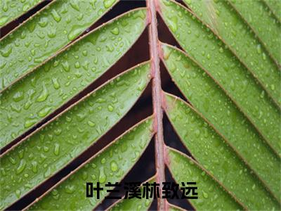 （书荒必看）叶兰溪林致远小说(林致远叶兰溪)无删减在线下载阅读最终终章