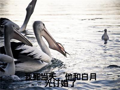 我死当天，他和白月光订婚了小说无删减阅读清爽版（曲缙南傅清菌）外篇+续集