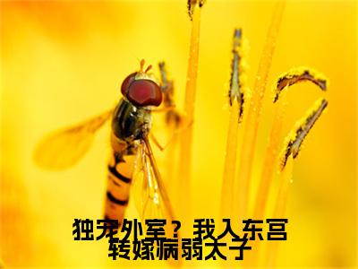 小说大结局小说独宠外室？我入东宫转嫁病弱太子小说已更新+特别篇（慕容珩沈若惜）纯净版