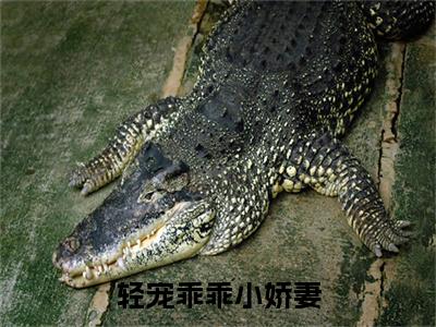 南绪言穆于清续集（轻宠乖乖小娇妻）章节在线阅读最近章节
