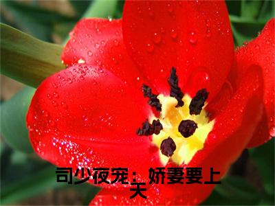 新章速递司少夜宠：娇妻要上天是什么小说(司琰辰林晚晚)完本阅读无广告（司少夜宠：娇妻要上天）
