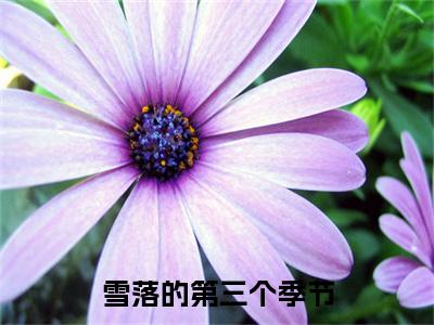 霍衍慕兰珊：结局+番外免费品鉴_起点章节+后续（雪落的第三个季节）