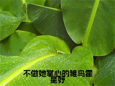 林靖驰霍星妤小说(不做她掌心的雏鸟霍星妤)全文+后续（林靖驰霍星妤）无套路阅读