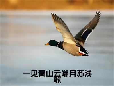 一见青山云端月苏浅歌小说（沈廷淮苏浅歌）前文+全本完整阅读预售作品抢先看