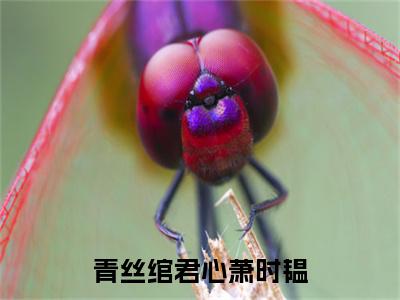 独家云想容萧时韫小说(青丝绾君心萧时韫)（云想容萧时韫）电子书畅享阅读
