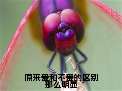 完结篇小说尹清韵顾白艽小说(原来爱和不爱的区别那么明显)已更新+无删减（尹清韵顾白艽）无广告