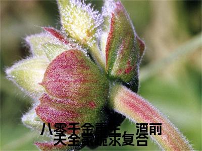 宋今禾顾景赫小说完本(宋今禾顾景赫)（八零千金重生，渣前夫全家跪求复合）前传+整本阅读全新作品预订