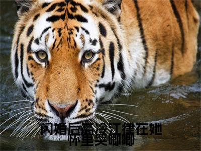 沐慕江朝闪婚后高冷江律在她怀里哭唧唧小说（闪婚后高冷江律在她怀里哭唧唧）前传+全书阅读新作预览