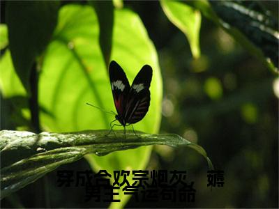 穿成合欢宗炮灰，薅男主气运苟命后续（宋明棠）全篇在线阅读前传