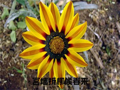 宫墙折柳候春来小说(楚令泱秦崇序)序章+全章阅读（宫墙折柳候春来）最新章节