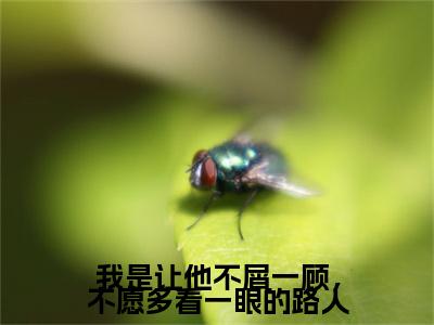 全网首发安喻意商晋深小说叫什么(我是让他不屑一顾，不愿多看一眼的路人)（安喻意商晋深）全书阅读纯净阅读