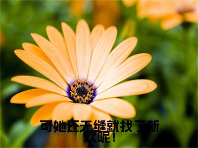 可她还无缝就找了新欢呢！ 小说小说全集+延伸+完本（霍序州岑知瑜）畅享在线阅读