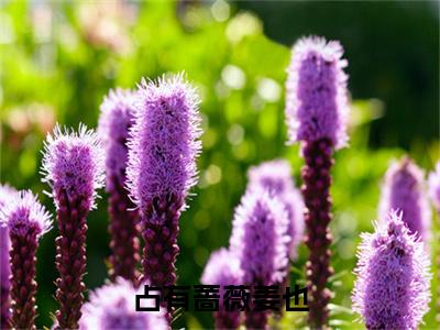 （书荒必看）占有蔷薇姜也小说TXT无套路阅读