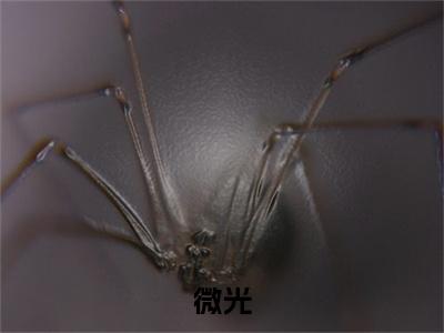 海辰秦雨川小说(微光)全本完整阅读最新章节（海辰秦雨川）_笔趣阁